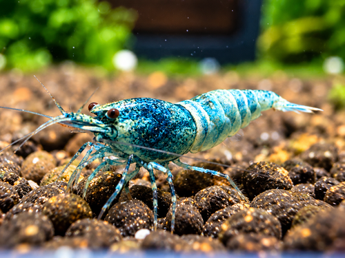 Blue Bolt Caridina sp. – türkisblau gesprenkelte Taiwan-Bee-Garnele auf Soil