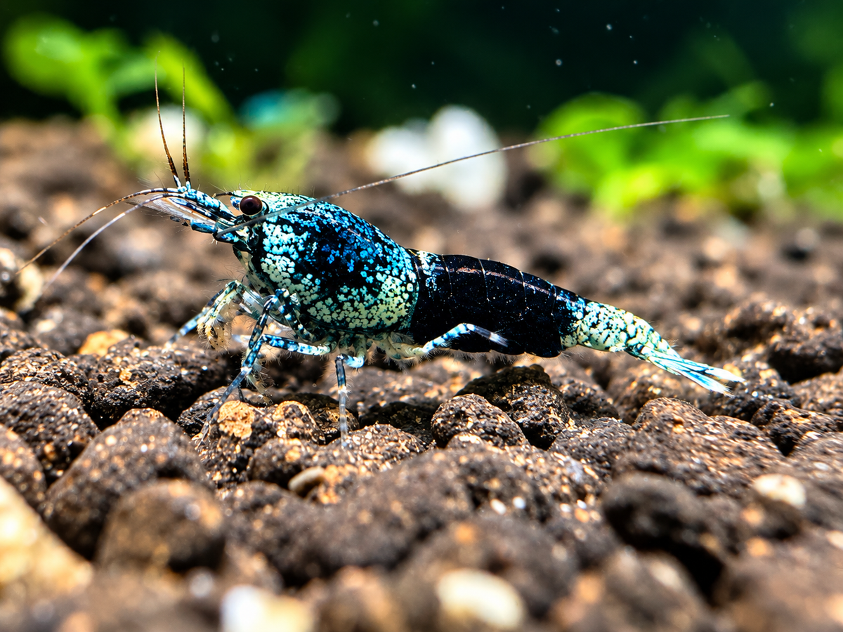 Ocean Blue Caridina sp. – türkisblau gesprenkelter Kopf und dunkelblauer Hinterleib