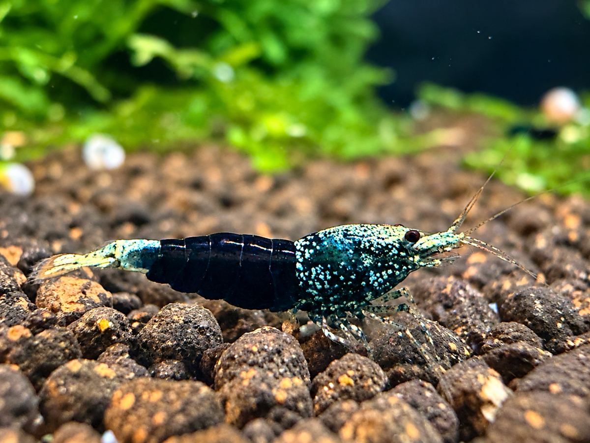 Ocean Blue Caridina sp. Garnele – dunkelblau mit türkiser Zeichnung