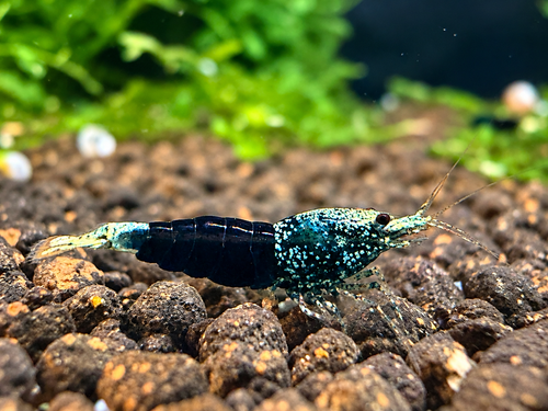 Ocean Blue Caridina sp. Garnele – dunkelblau mit türkiser Zeichnung