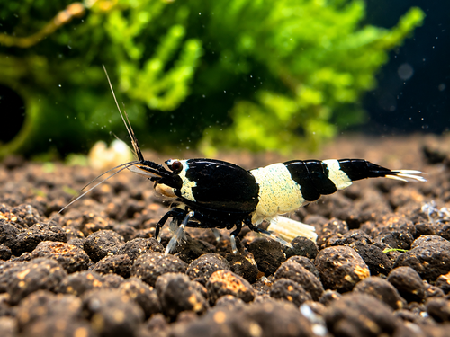 Panda Caridina Garnele mit kontrastreicher schwarz-weißer Zeichnung auf Aquasoil