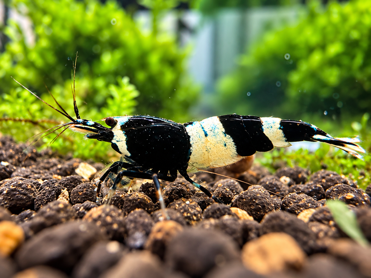 Panda Caridina Garnele – schwarz-weiße Taiwan Bee im Aquarium