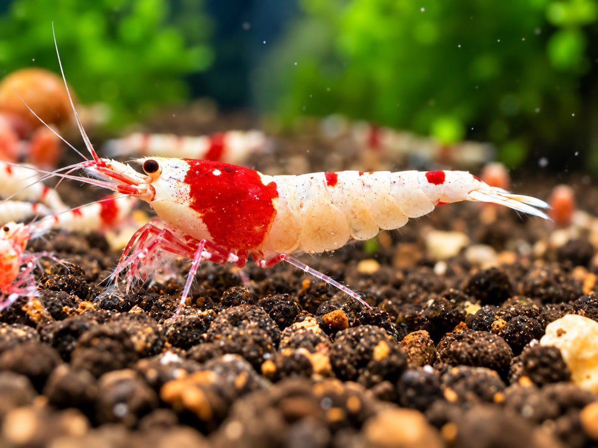 Red Bee PRL Caridina – rot weiße Bienengarnele Nahaufnahme