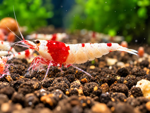 Red Bee PRL Caridina – rot weiße Bienengarnele Nahaufnahme