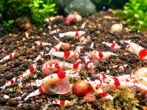 Red Bee PRL Caridina Garnelen Gruppe auf Soil im Aquarium